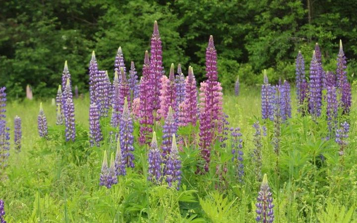 The Ultimate Guide to Seeing Lupines in Sugar Hill, New Hampshire: An Unforgettable Nature Adventure!
