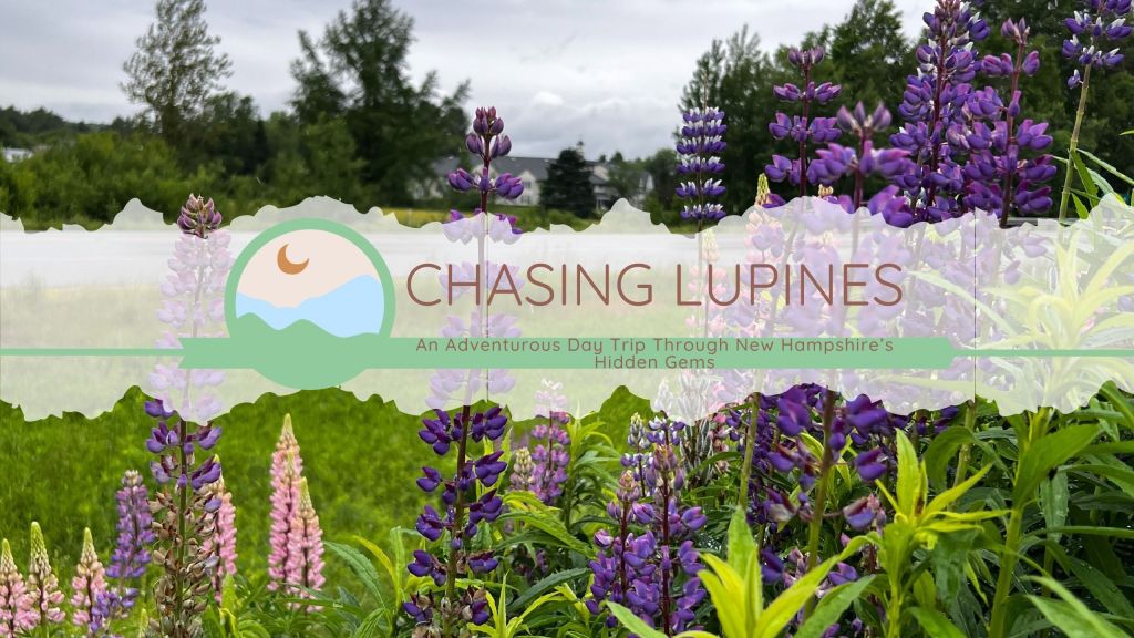 Chasing Lupines: An Adventurous Day Trip Through New Hampshire’s Hidden Gems