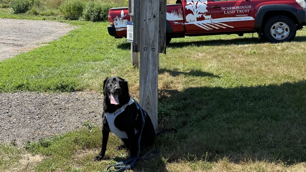 A black dog sitting next to a wooden post with a leash attached, with a red truck belonging to Scarborough Land Trust in the background on a sunny day.
