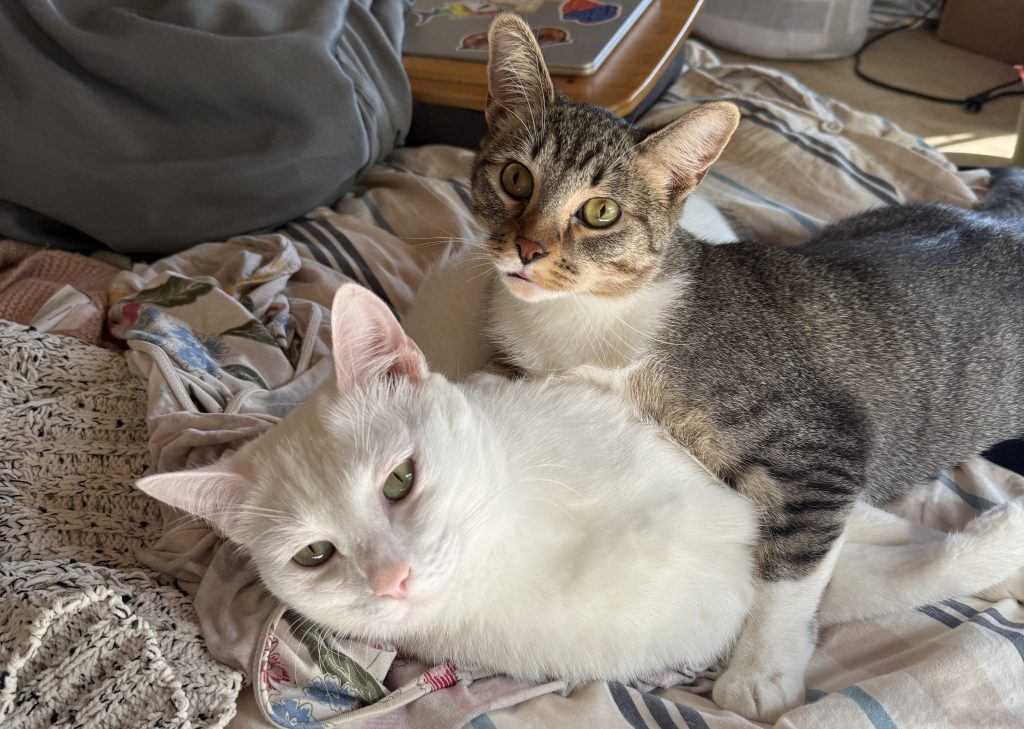 Two cats cuddling on a bed, one is white and fluffy while the other is a tabby with green eyes.