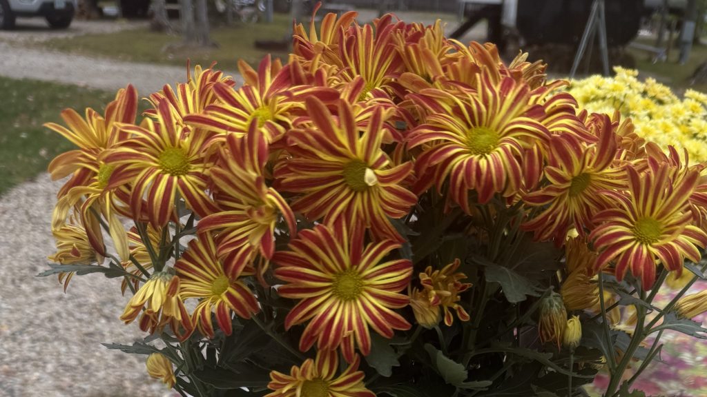 A close-up of vibrant red and yellow striped chrysanthemums in full bloom, with lush green leaves.